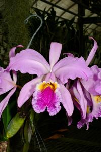 Cattleya mossiae