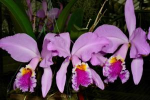 Cattleya mossiae