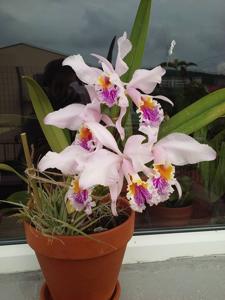 Cattleya mossiae