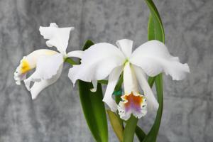 Cattleya mossiae