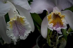 Cattleya mossiae