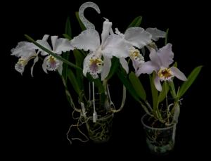 Cattleya mossiae