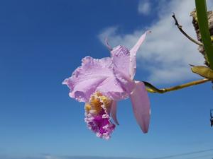 Cattleya mossiae