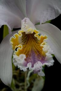 Cattleya mossiae