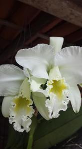 Cattleya mossiae