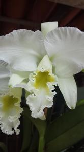 Cattleya mossiae