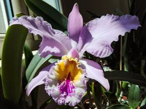 Cattleya mossiae