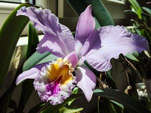 Cattleya mossiae