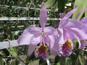 Cattleya mossiae