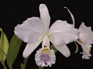 Cattleya mossiae