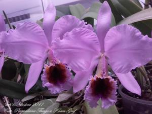 Cattleya percivaliana