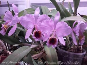 Cattleya percivaliana