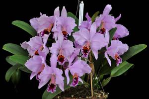 Cattleya percivaliana