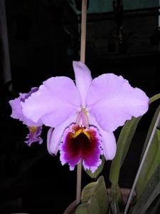 Cattleya percivaliana