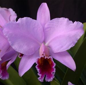 Cattleya percivaliana