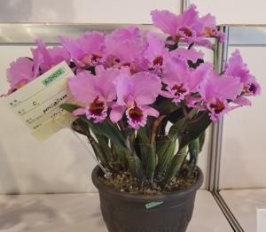 Cattleya percivaliana