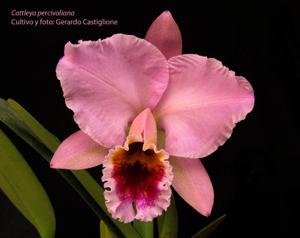 Cattleya percivaliana