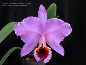 Cattleya percivaliana