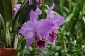 Cattleya percivaliana