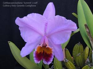 Cattleya percivaliana