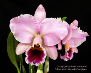 Cattleya percivaliana