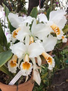 Cattleya percivaliana var. alba