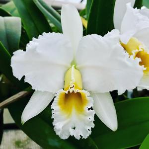 Cattleya percivaliana var. alba