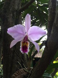 Cattleya percivaliana