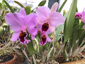 Cattleya percivaliana