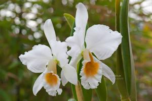 Cattleya percivaliana var. alba