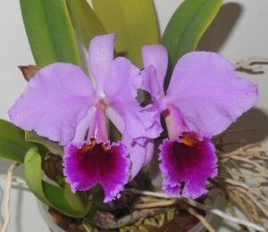 Cattleya percivaliana