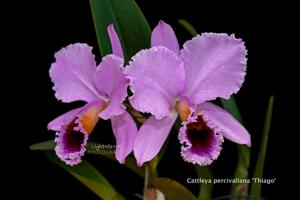 Cattleya percivaliana