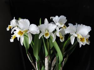 Cattleya percivaliana var. alba