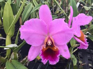 Cattleya percivaliana