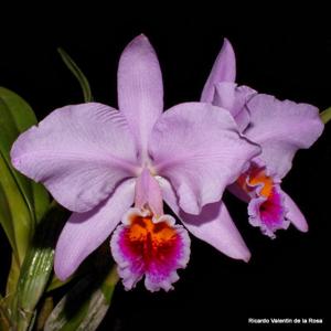 Cattleya percivaliana