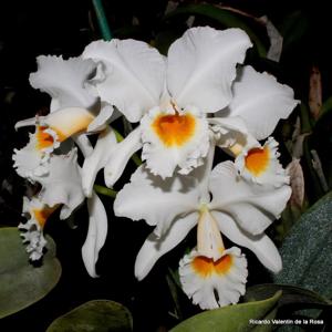 Cattleya percivaliana var. alba