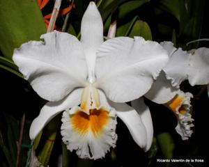 Cattleya percivaliana var. alba