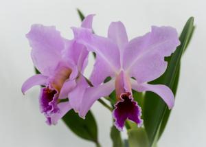 Cattleya percivaliana