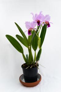 Cattleya percivaliana