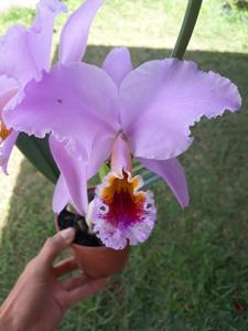 Cattleya percivaliana