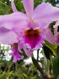 Cattleya percivaliana