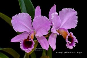 Cattleya percivaliana