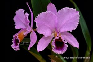 Cattleya percivaliana