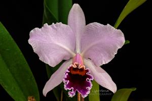 Cattleya percivaliana