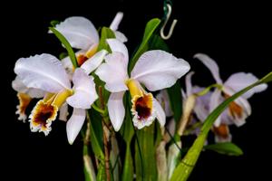 Cattleya percivaliana