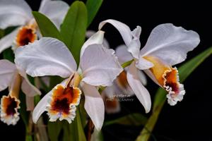 Cattleya percivaliana