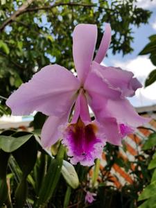 Cattleya percivaliana