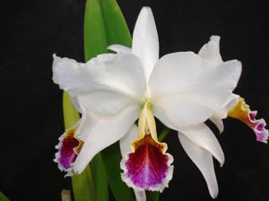 Cattleya percivaliana