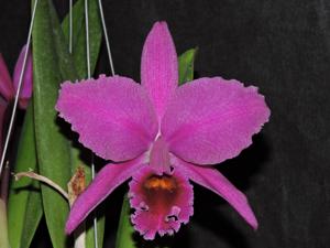 Cattleya percivaliana