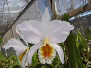 Cattleya percivaliana